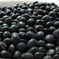 Alta calidad New Crop Big Black Bean